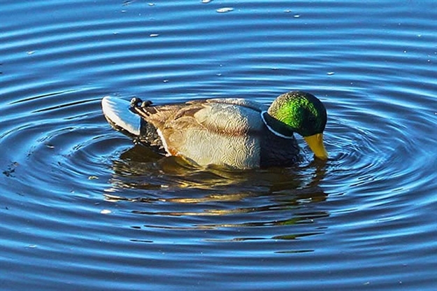 Picture of  Mojo Outdoors Hw2443 Rippler  Mallard Drake Species Multi Color Plastic