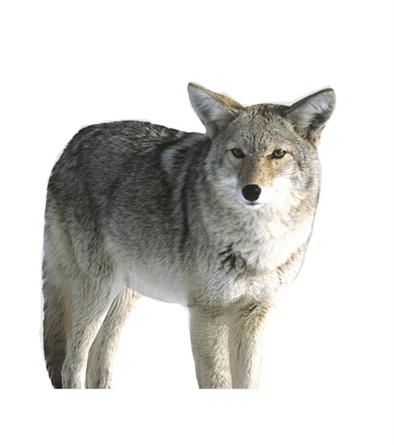 Picture of Montana Decoy CO 2D Kojo Coyote Decoy