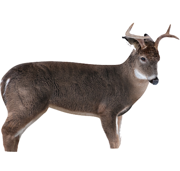 Picture of Montana Decoy Company Decoy Deer The Freshman Buck 0046 851234000461