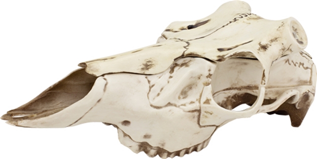 Picture of Mountain Mike's Mike's Natural Causes Skull Master Medium MMRSMMNC