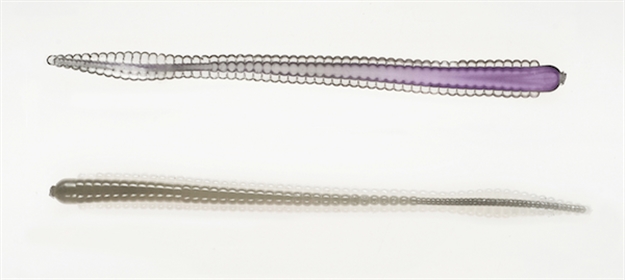 Picture of Netbait Lures 3.5" Contour Worm 10Bg Smoke Pur