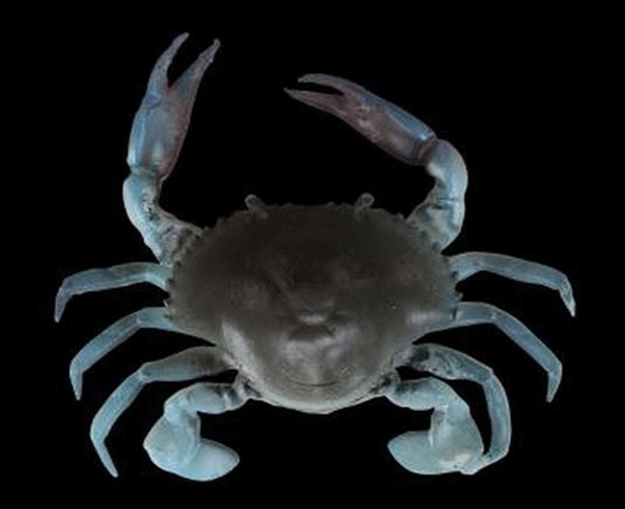 Picture of Savage Gear 3D Tpe Crab, Blue Crab, 4", 1 Oz, Sinking,1 + 1 PC