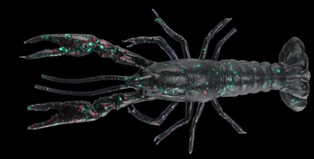 Picture of Okuma Fishing Tackle 3D Craw 3" 4Pk Junebug