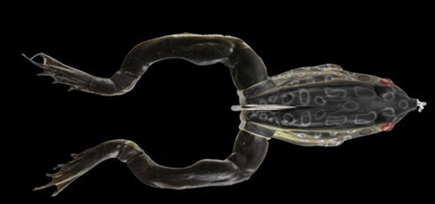 Picture of Okuma Fishing Tackle 3D IL Frog 2.25" 1Pk Drk Leoprd