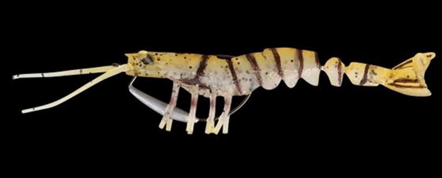 Picture of Savage Gear Tpe 3D Shrimp, Golden, 5", 1/2 Oz, Sinking