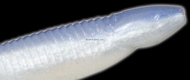 Picture of Reaction Little Dipper Swimbait, 3 1/2", Pearl Blue Shad, 9/Pack