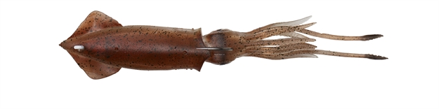 Picture of Savage Gear 3D Tpe Swim Squid 3 ?" ? OZ  Brown UV 2Pcs