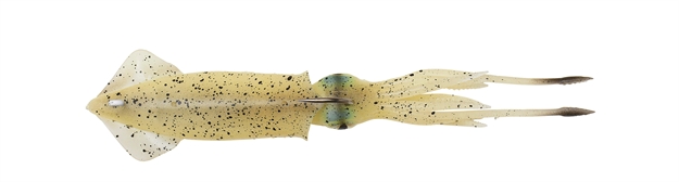 Picture of Savage Gear 3D Tpe Swim Squid 3 ?" ? OZ  Glow 2Pcs