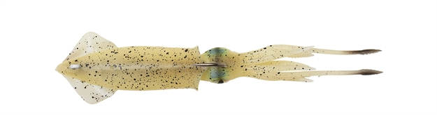 Picture of Savage Gear 3D Tpe Swim Squid 4 ? 1 OZ Glow 2Pcs