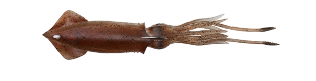 Picture of Savage Gear 3D Tpe Swim Squid 7" 2 1/5 OZ Brown 1Pcs