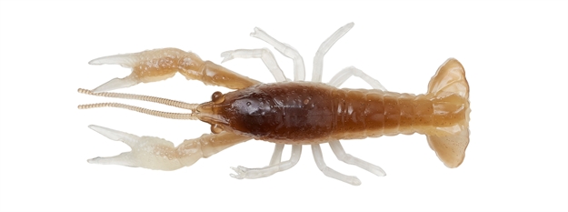 Picture of Savage Gear 4D Craw 4" Mudbug 6 Pcs