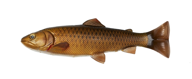 Picture of Savage Gear 4D Splitfin Pulse Tail Trout 10" Carp