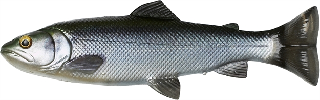 Picture of Savage Gear 4D Splitfin Pulse Tail Trout 6" Hitch