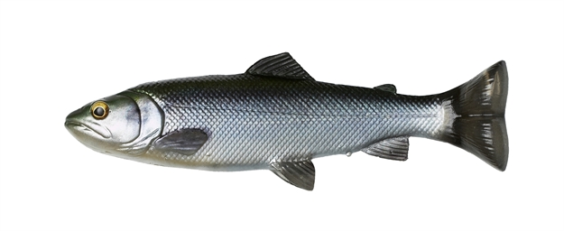 Picture of Savage Gear 4D Splitfin Pulse Tail Trout 8" Hitch