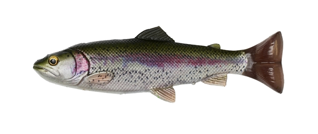 Picture of Savage Gear 4D Splitfin Pulse Tail Trout 8" Trout