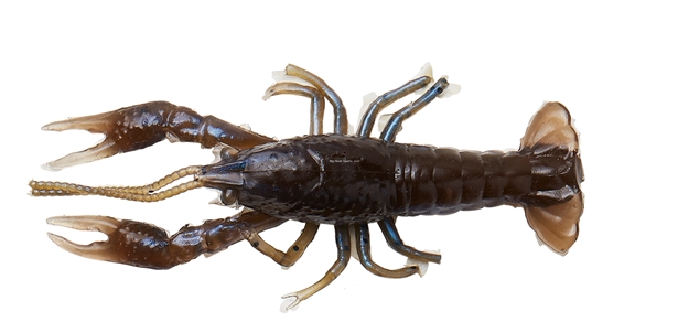 Picture of Savage Gear Ned Craw 2 1/2" Magic Craw 4 Pcs