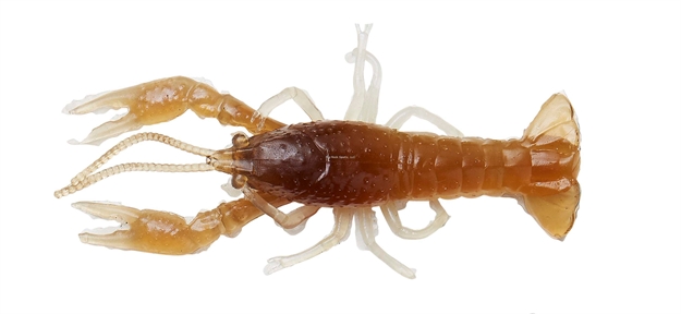 Picture of Savage Gear Ned Craw 2 1/2" Mudbug 4 Pcs