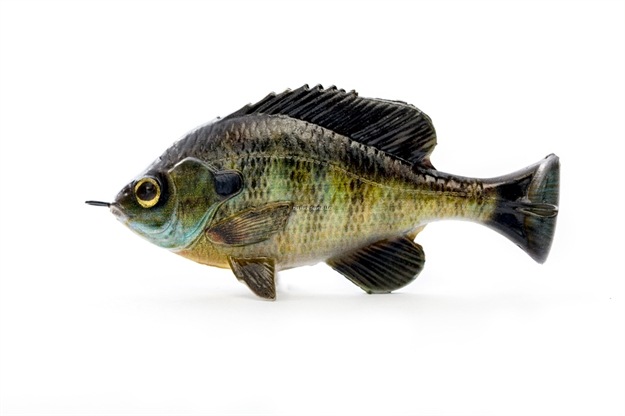 Picture of Savage Gear Pulse Tail Bluegilll 4"   LB Bluegill, 1 1/4 Oz., Moderate Sink
