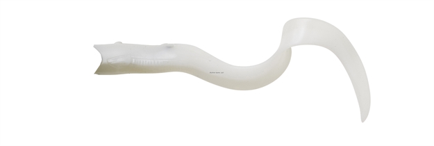 Picture of Savage Gear Real Eel  8" Electric Shad Loose Body 4 Pcs