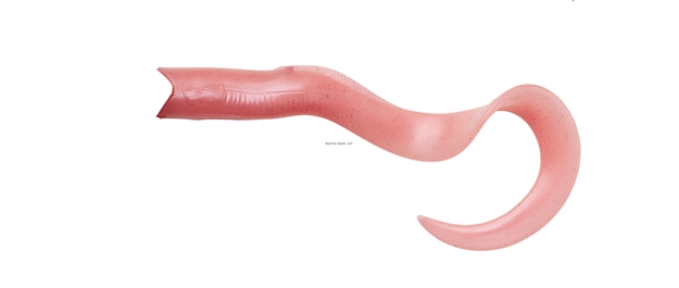 Picture of Savage Gear Real Eel  8" Pink Loose Body 4 Pcs