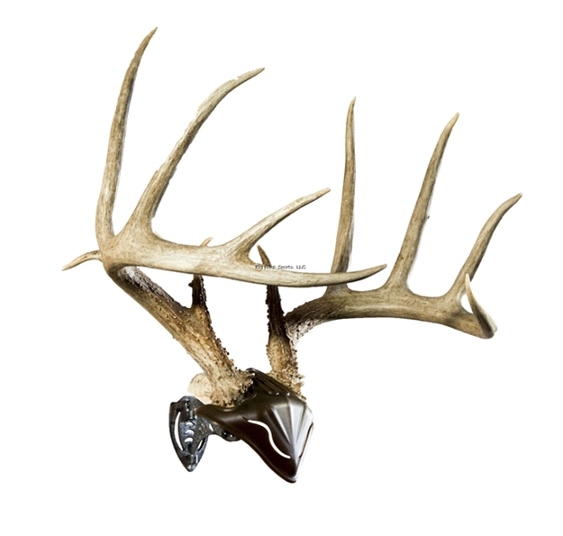 Picture of Skull Hooker Skull Cap Brown Mounting Bracket Small TO Med Size Game SCASSYBRN