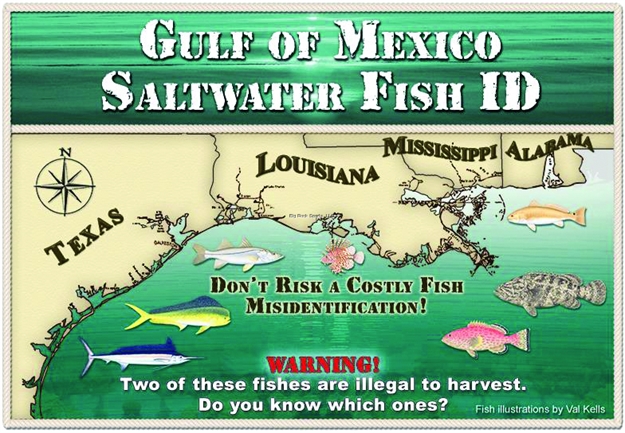 Picture of SW Fish ID Book Gulf OF Mexico