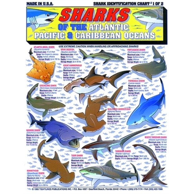 Picture of Tightlines Shark ID Chart #1