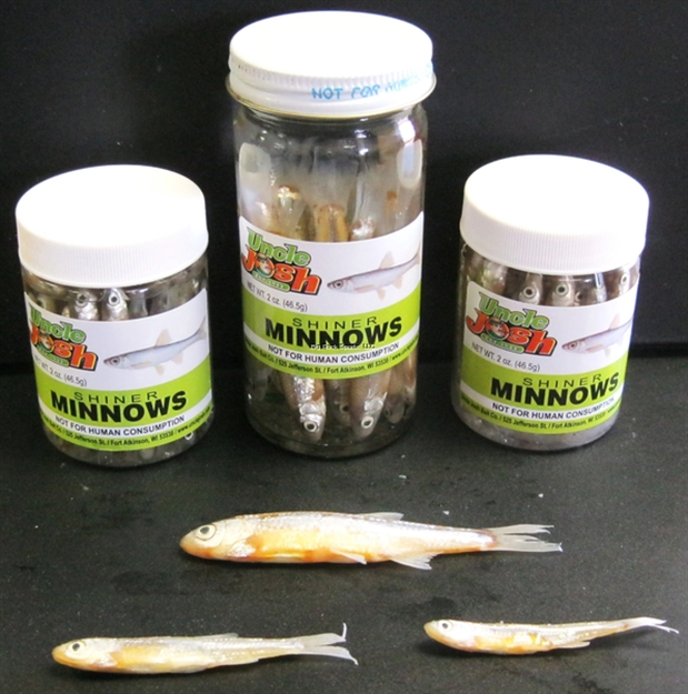 Picture of Uncle Josh Shiner Minnow Med
