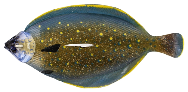 Picture of Westin Flat Matt Peacock Flounder  9 5/8" 14 1/8 OZ