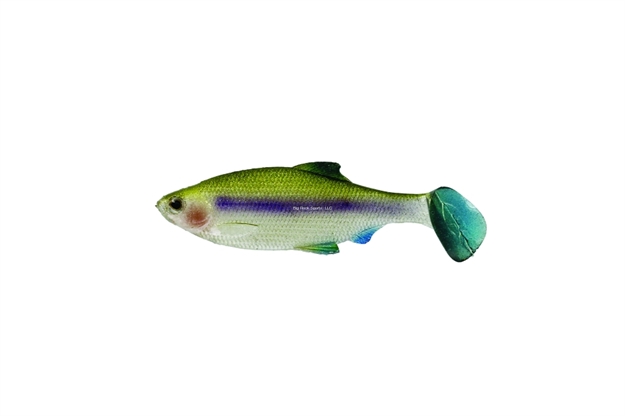 Picture of Westin Ricky The Roach Soft Shad Tail Swimbait (Sl), 2 3/4" Smelt 5-Pack