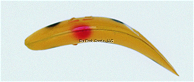 Picture of Yakima Bait Flatfish Wiggling Plug, #F-4, 1-1/2", Treble Hooks, Yellow Red Black Spot, Floating
