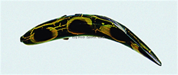 Picture of Yakima Bait Flatfish Wiggling Plug, #F-5, 1-3/4", Treble Hooks, Frog, Floating