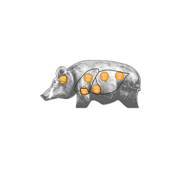 Picture of Zombie Industries Outbreak Animal - Boar 45Pk