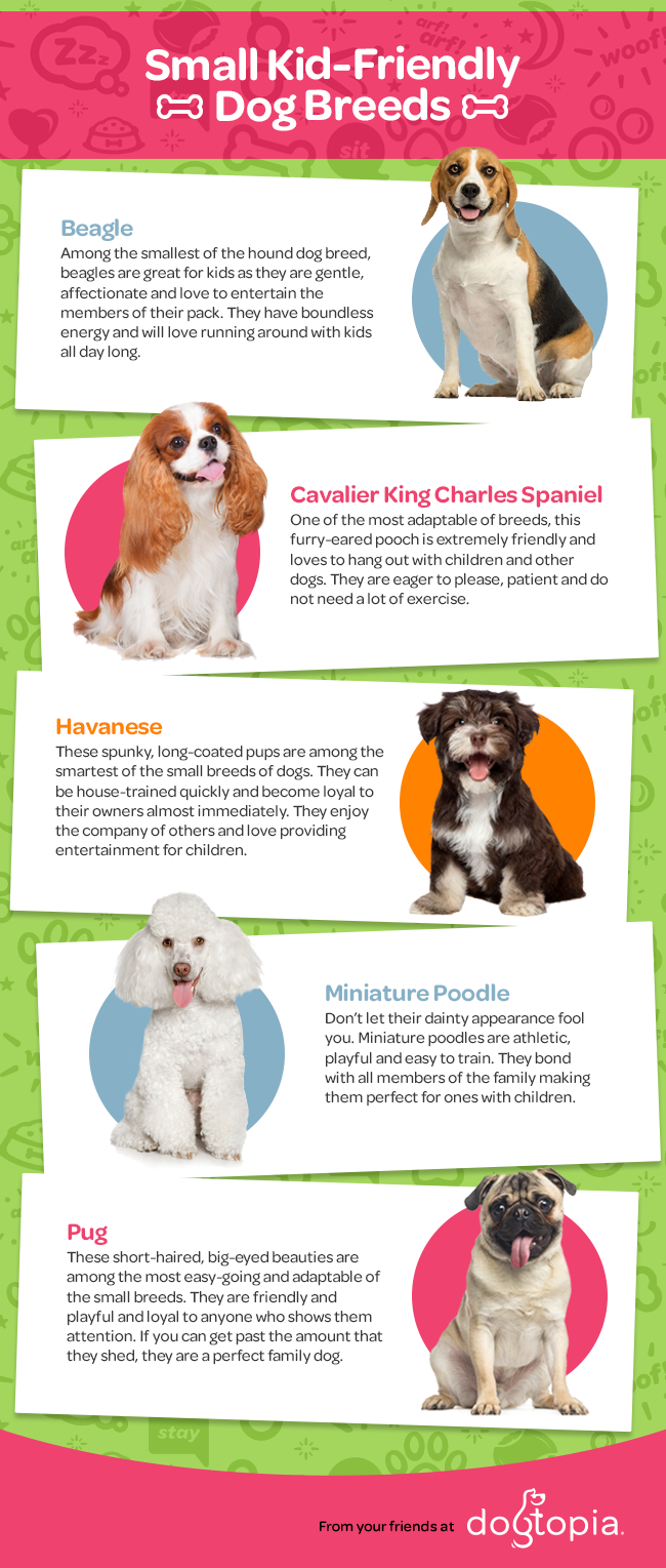 Infographics The Best Small Dog Breeds for Kids Dogtopia