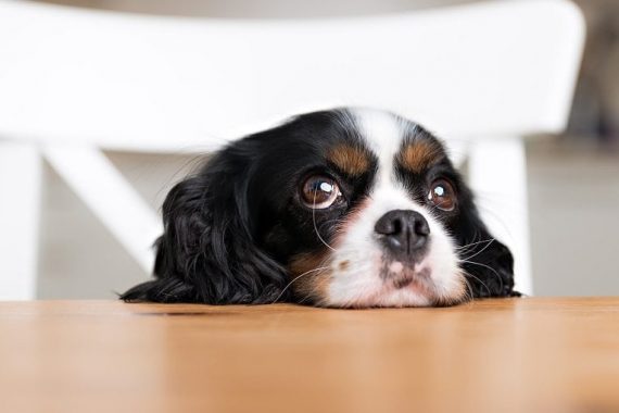 how often to feed a dog how often to feed a dog