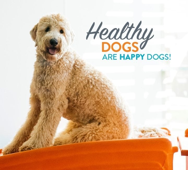Pup Hub Dog Boarding Pup Hub Dog Boarding