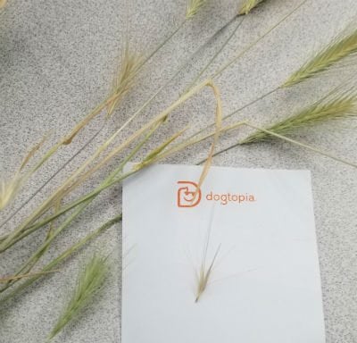 Foxtail plants dog