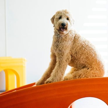 Dog on slide