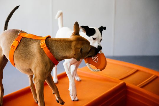 Two dogs biting the toy in a Dogtopia dog daycare playroom