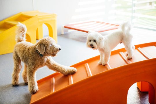 Two dogs playing at dog daycare