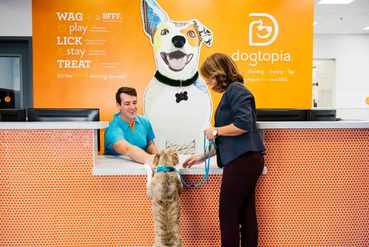 Doggy meet and greet