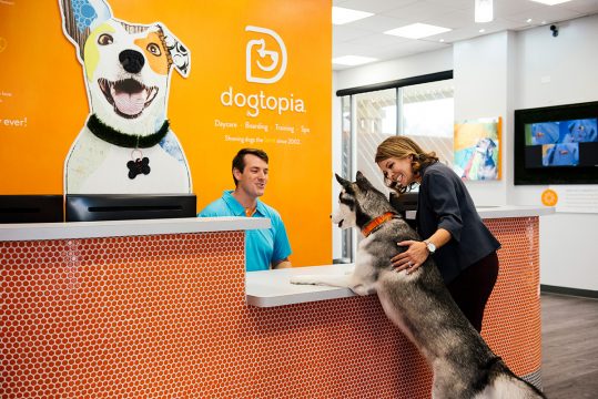 Doggy meet and greet