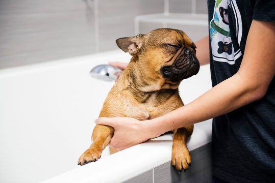 Lovely puppy enjoying spa bath time