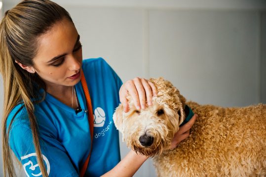 Petting the happy dog