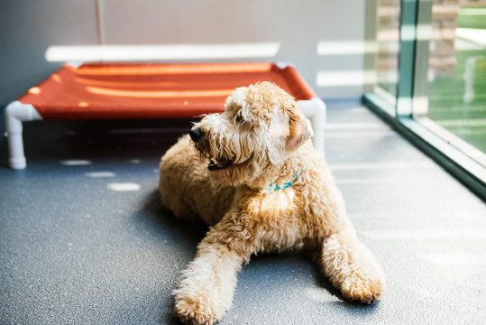 Happy resting puppy