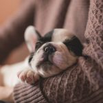 How To Help Your New Puppy Adjust to Your Home