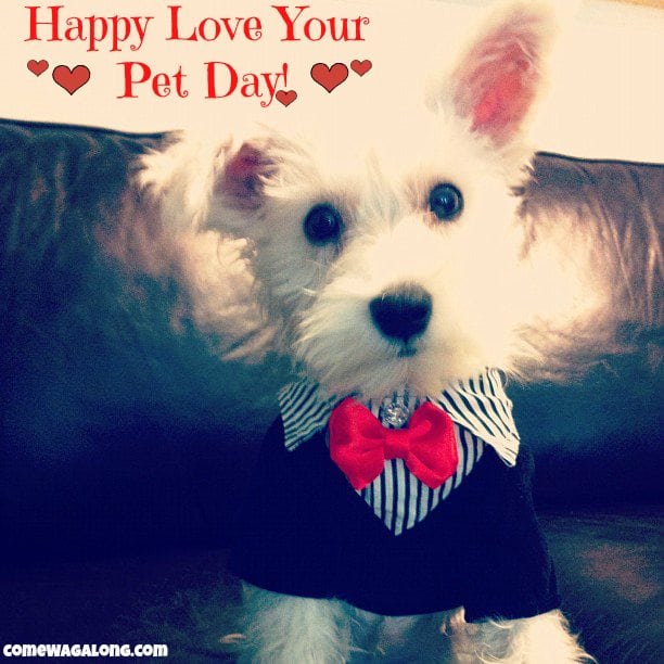 Happy National Love Your Pet Day Images Va Happy