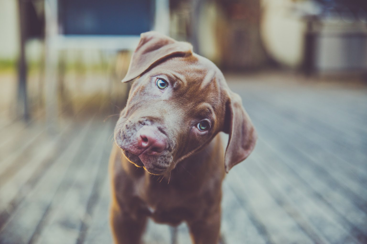 Why do dogs tilt their heads? Dogtopia Blog