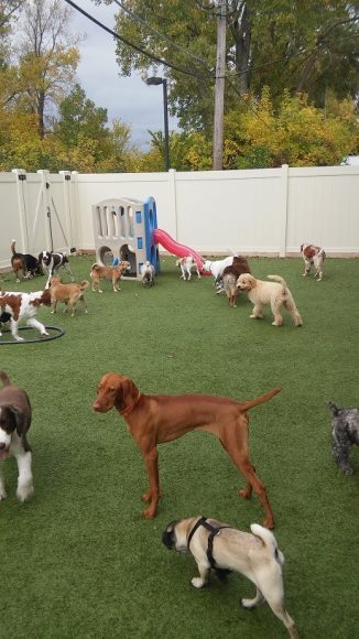 Doggy Day Care Near Me Archives Birmingham