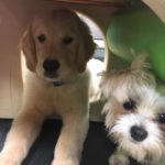 Puppy Training Classes & Puppy Socialization in Birmingham MI